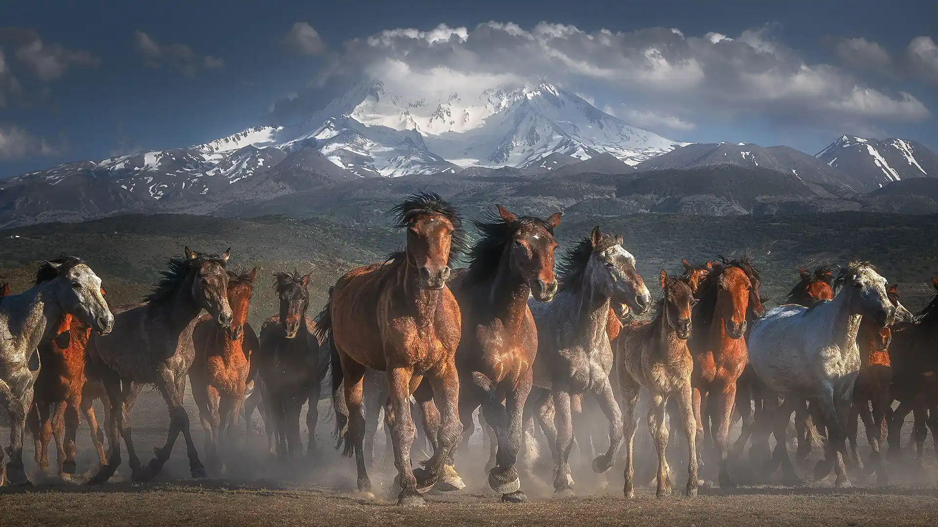 HorsesBackgroundErciyesWebpage Yılkı horses of Cappadocia and Kayseri during Cappadocia Photo Tour
